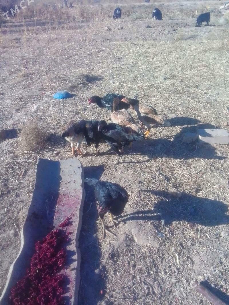 Dekan - Акдепе - img 6