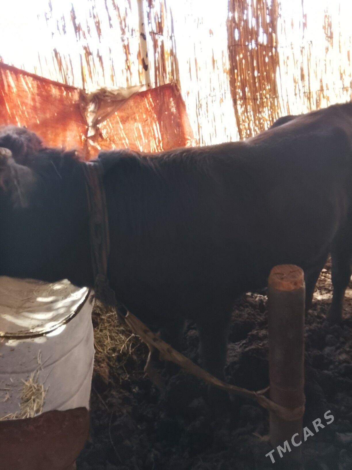 okuzler - Мары - img 5