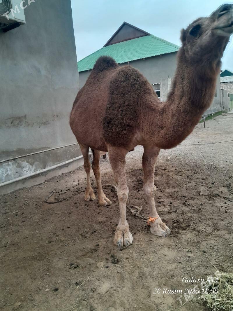 Gyzyl duye - Türkmenbaşy - img 2