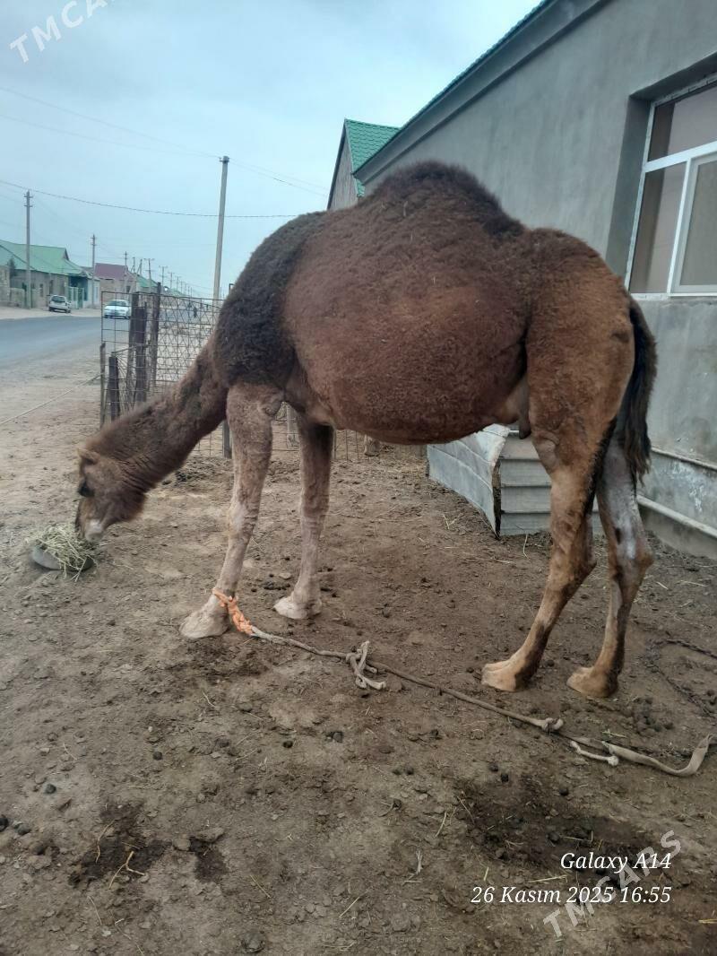 Gyzyl duye - Türkmenbaşy - img 3