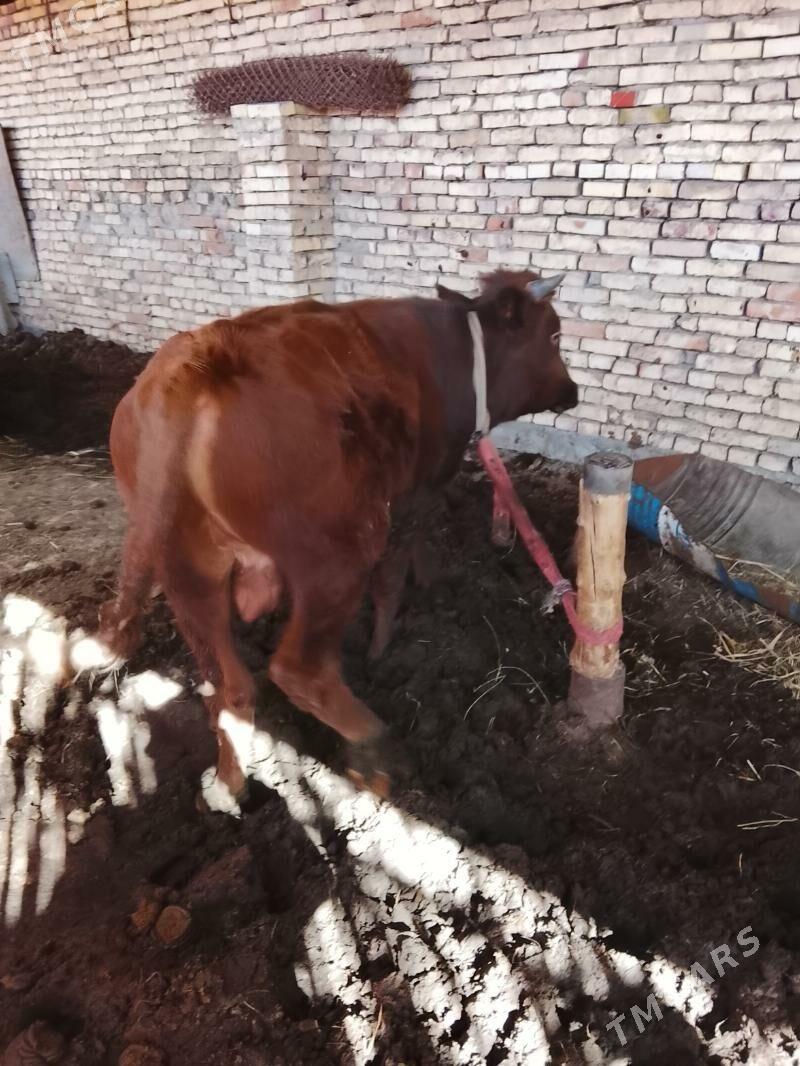 okuzler - Мары - img 3