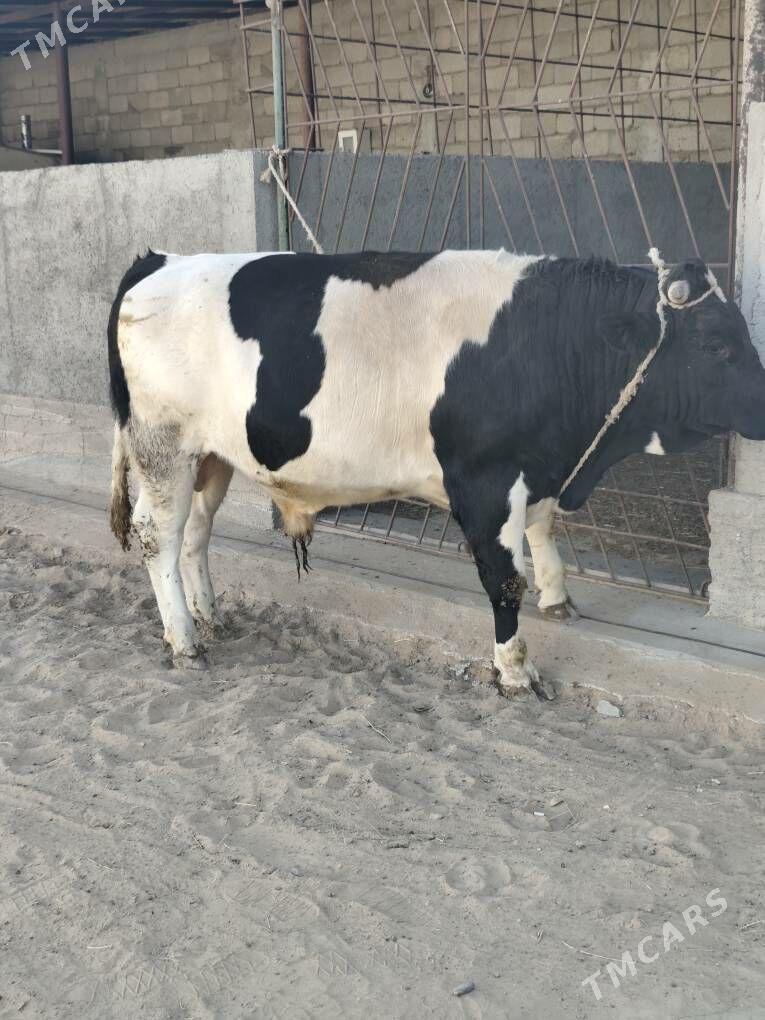 OKUZ BAKYLAN - Änew - img 4