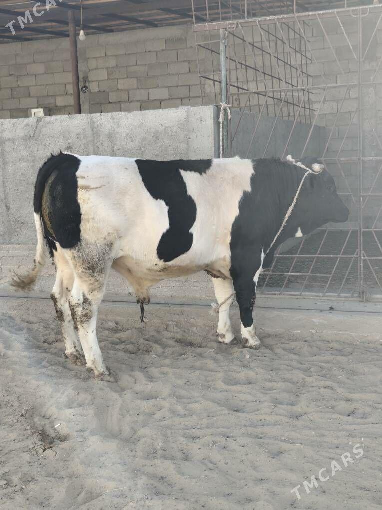 OKUZ BAKYLAN - Änew - img 5