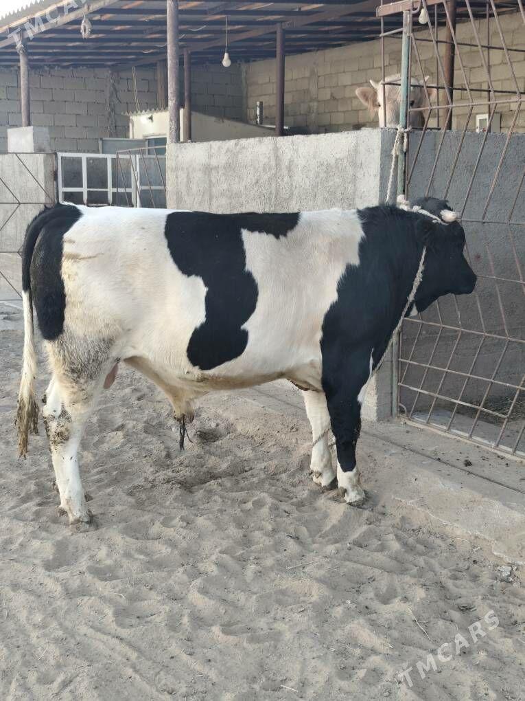 OKUZ BAKYLAN - Änew - img 6