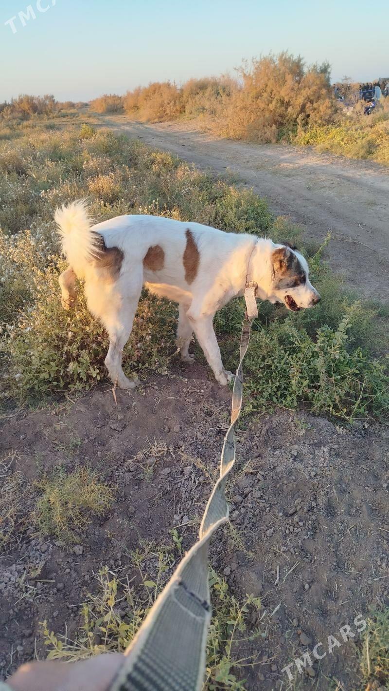 Gaplaň - Tejen - img 2