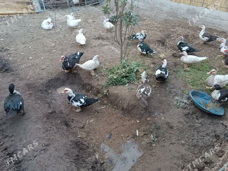 INDAWUTGA - Mary - img 9