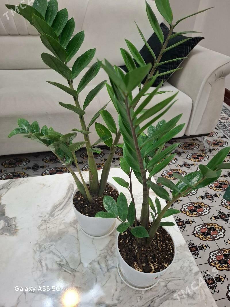 gul комнатные растения - Parahat 2 - img 2