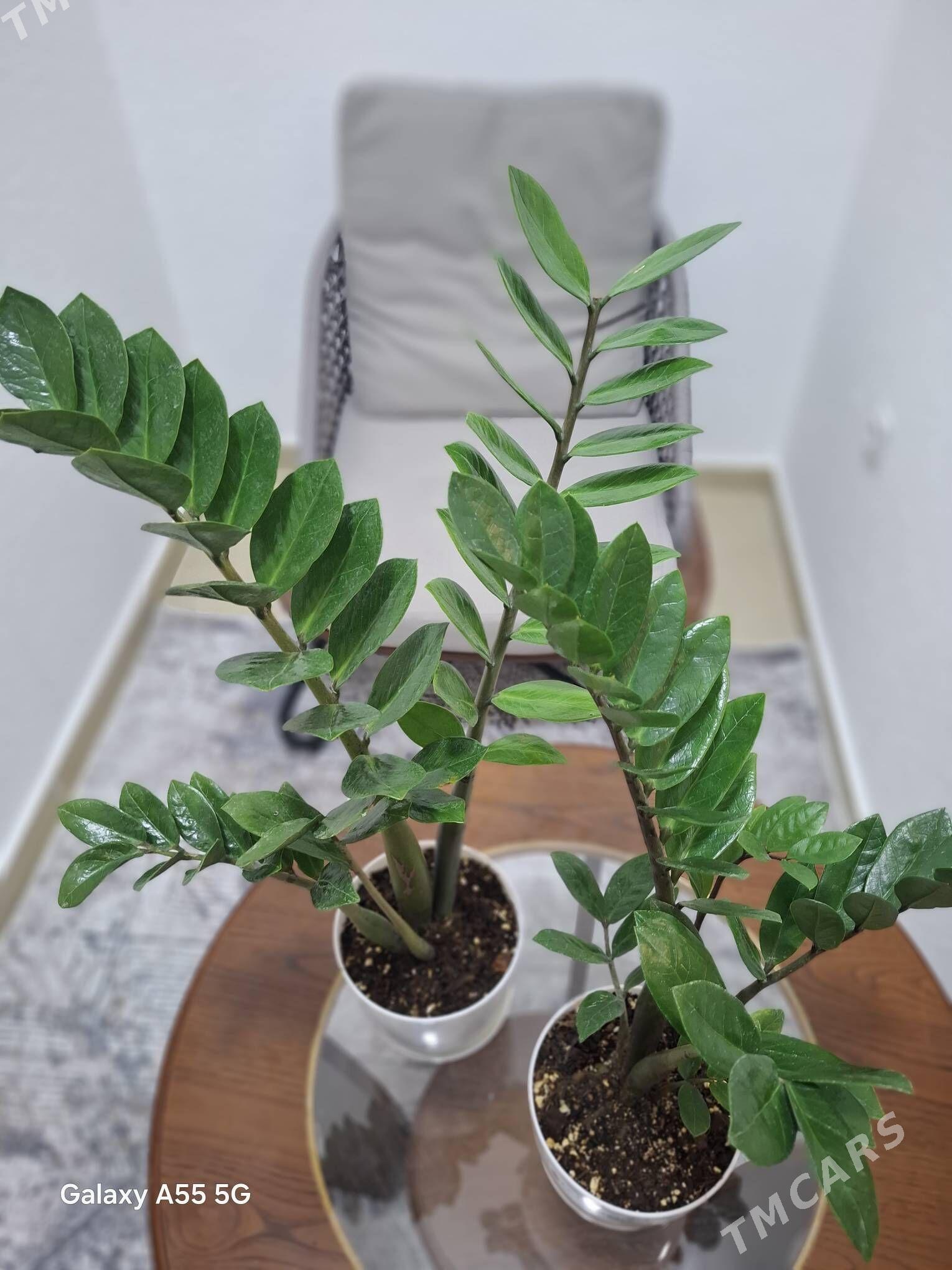 gul комнатные растения - Parahat 2 - img 3