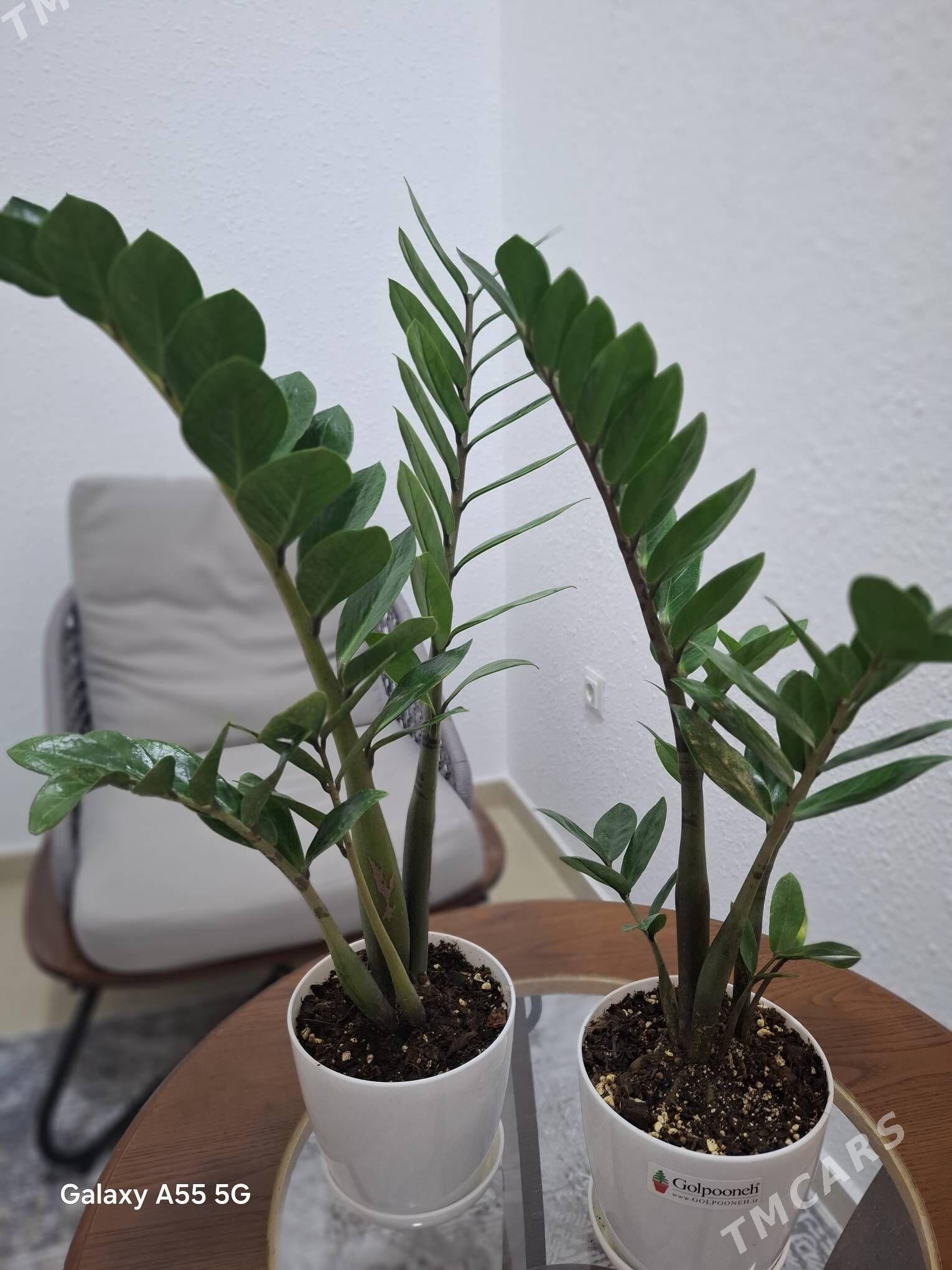 gul комнатные растения - Parahat 2 - img 4