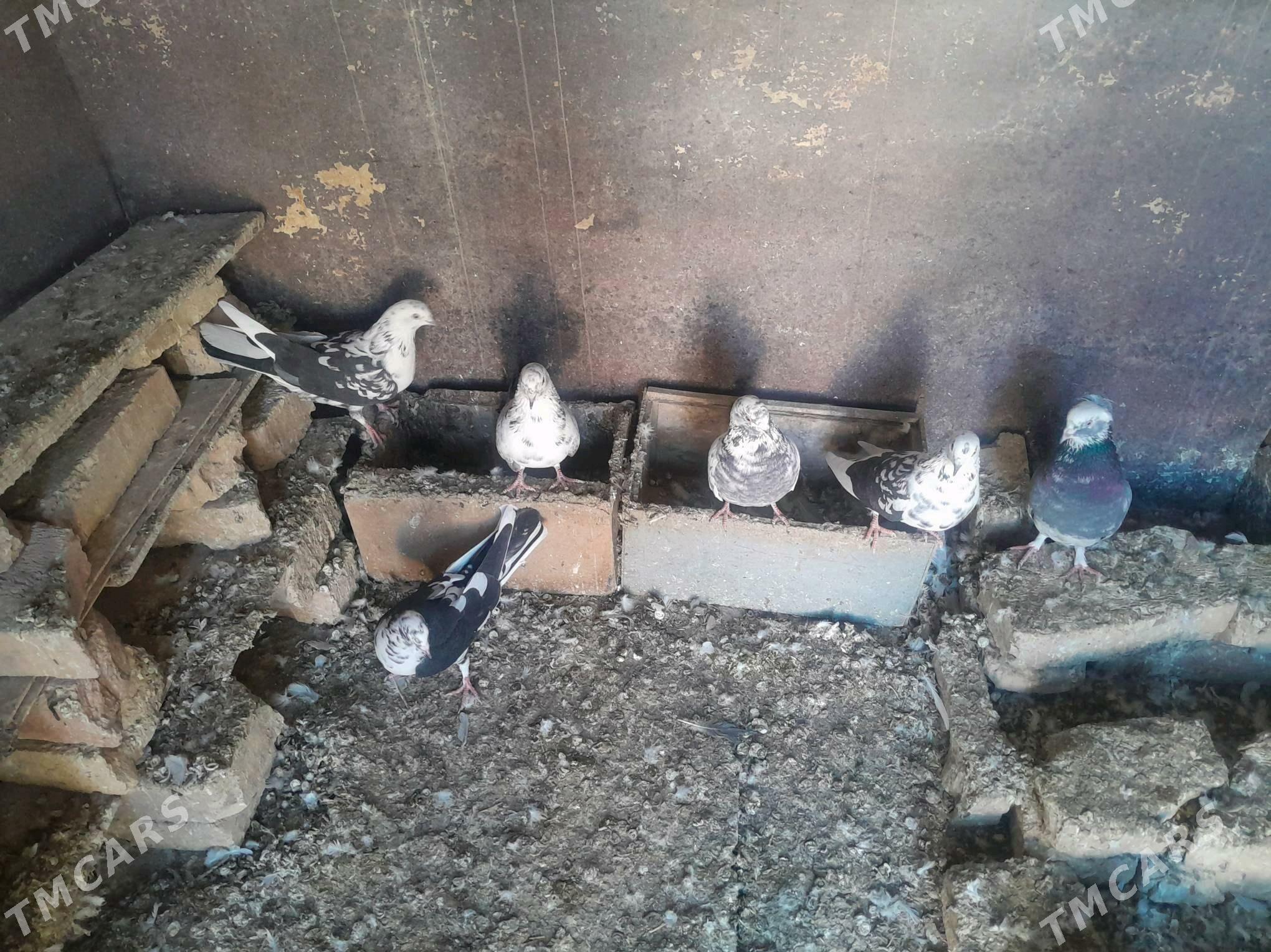 Gus - Gyzylarbat - img 2