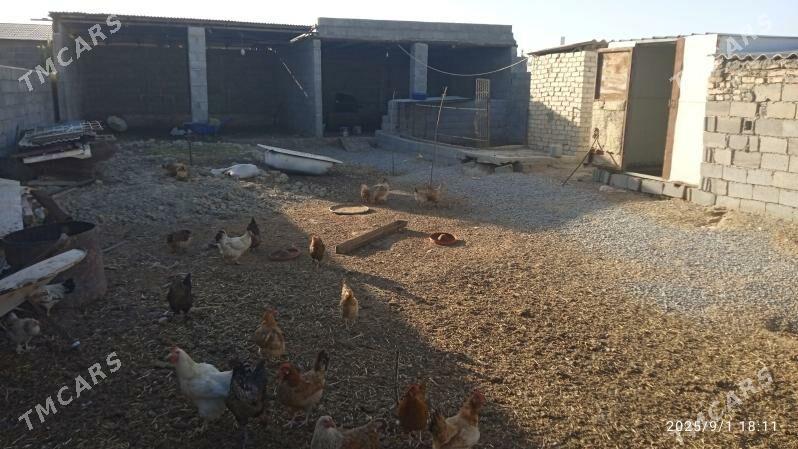 gäwers bugdaýli - Ак-Бугдайский этрап - img 3