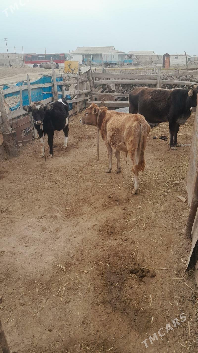 Öküz - Эсенгулы - img 2