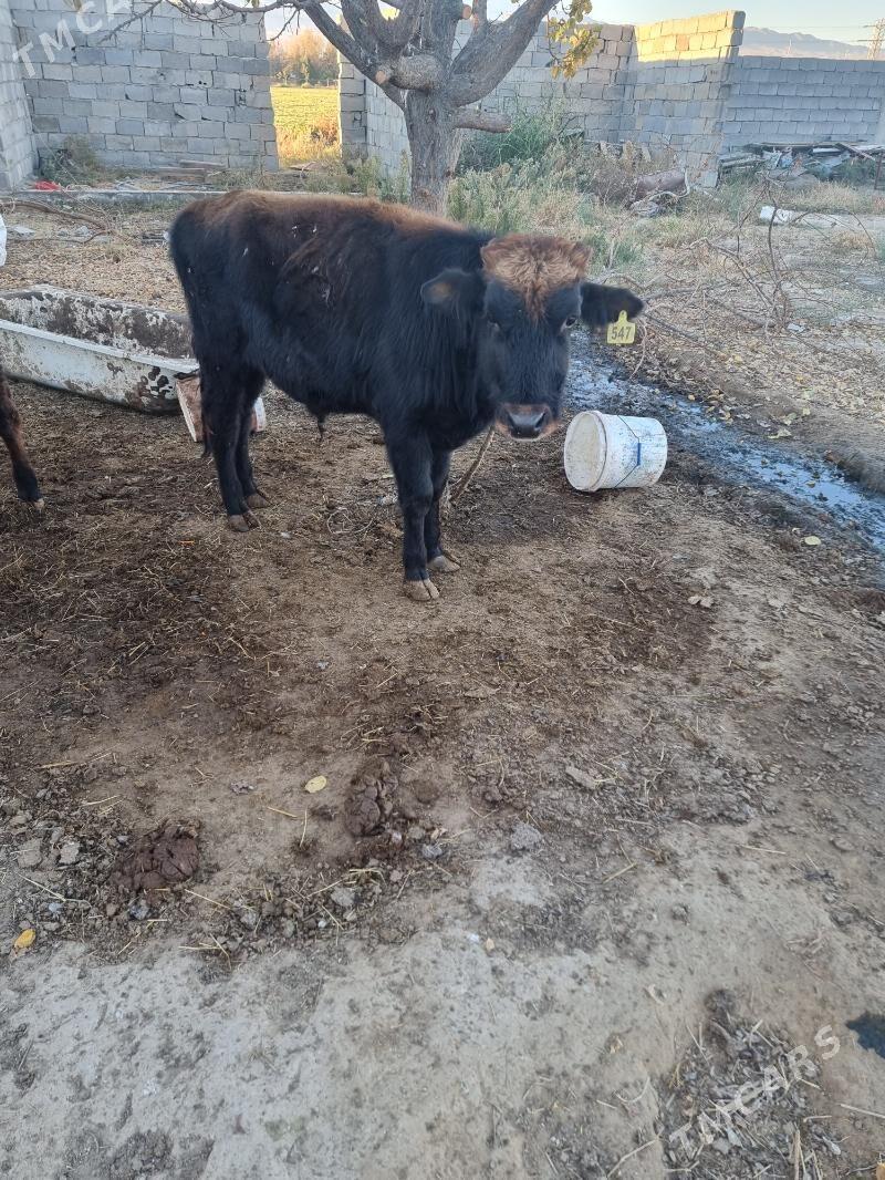 okuz - Ашхабад - img 2