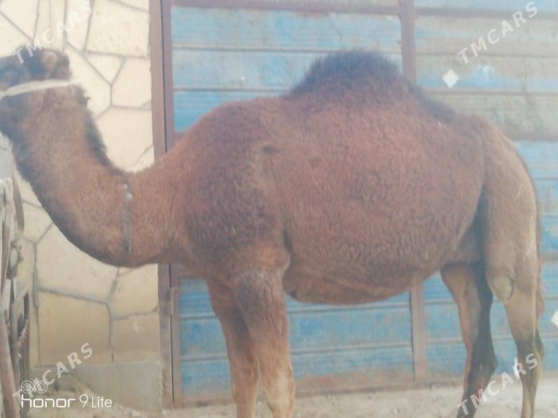 Torumly duye - Gumdag - img 2