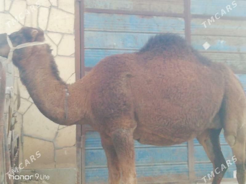 Torumly duye - Gumdag - img 3