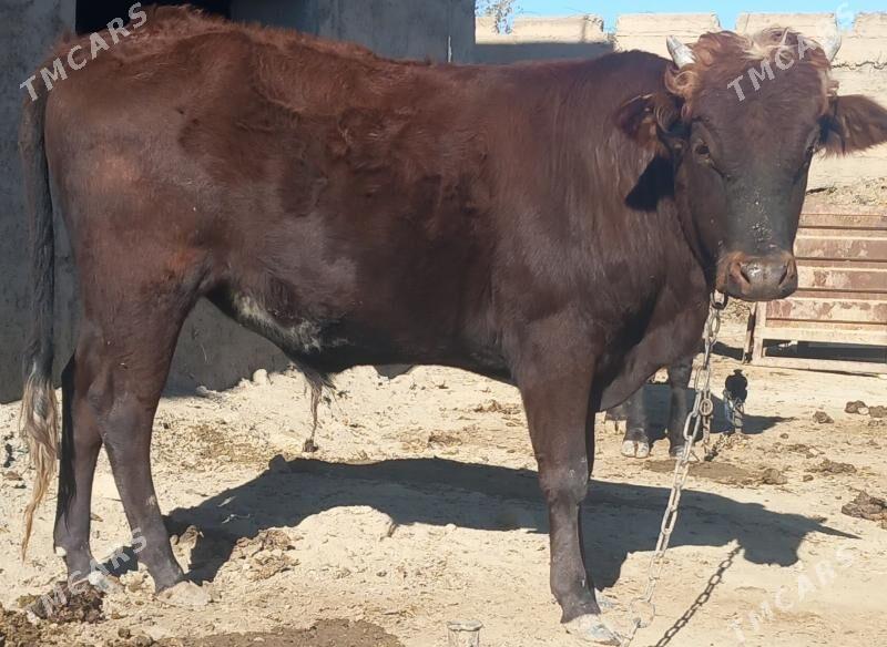 okuz - Анев - img 2