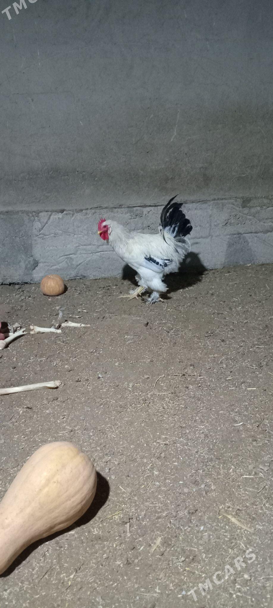 Balgar Horaz - Теджен - img 3