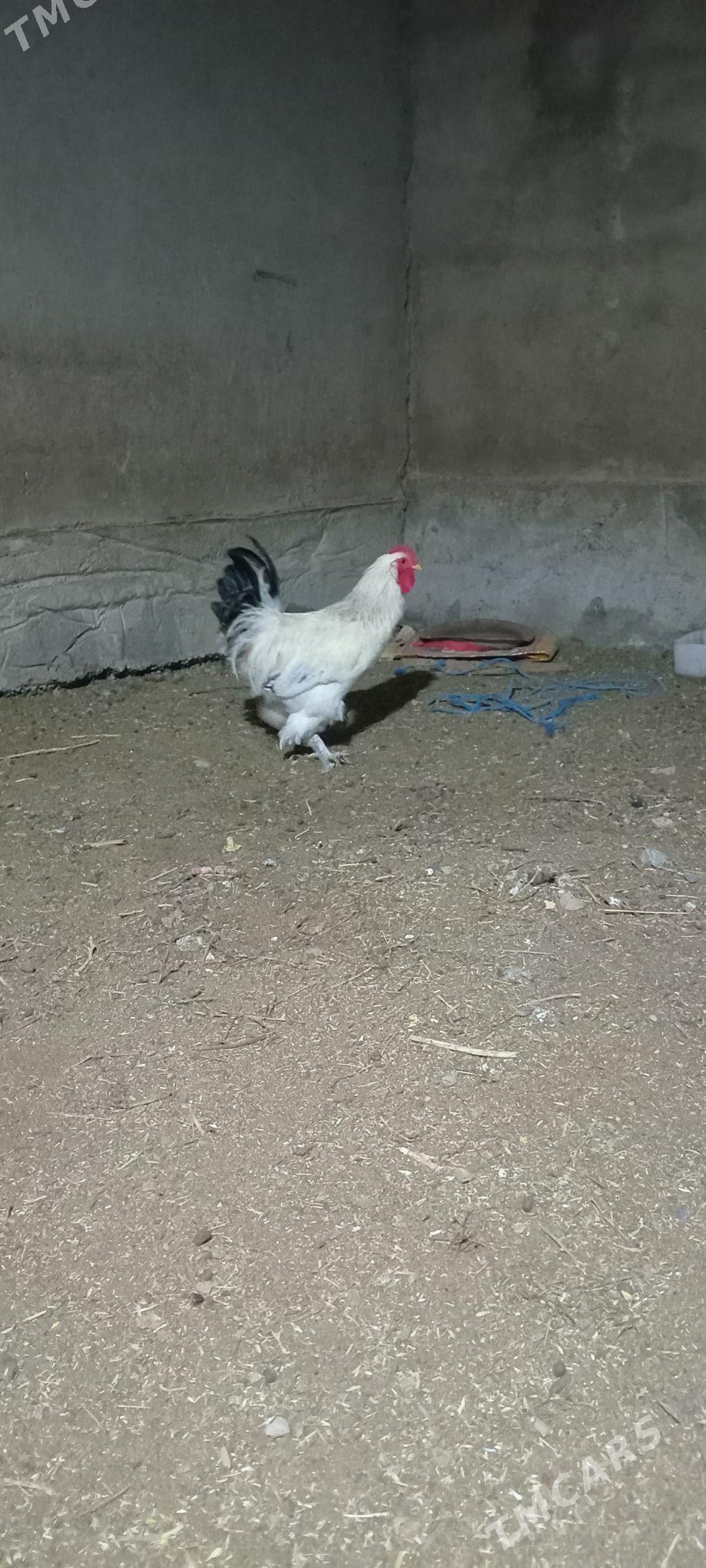 Balgar Horaz - Теджен - img 2