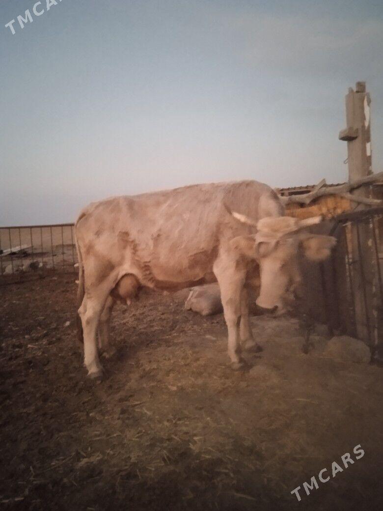 goleli sygyrgoleli sygyr - Гызыларбат - img 4