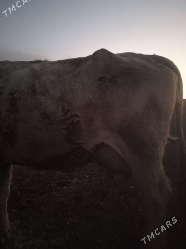 goleli sygyrgoleli sygyr - Гызыларбат - img 2