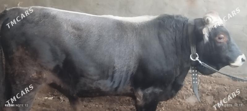 öküz - Ашхабад - img 3