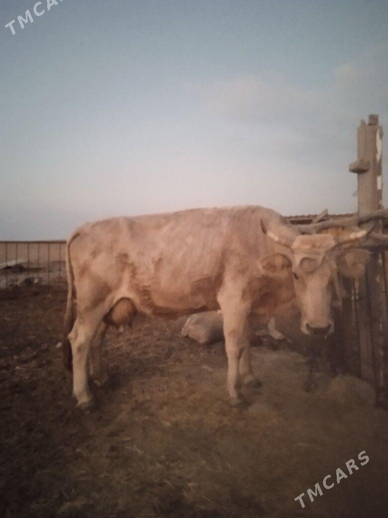 goleli sygyrgoleli sygyr - Гызыларбат - img 5