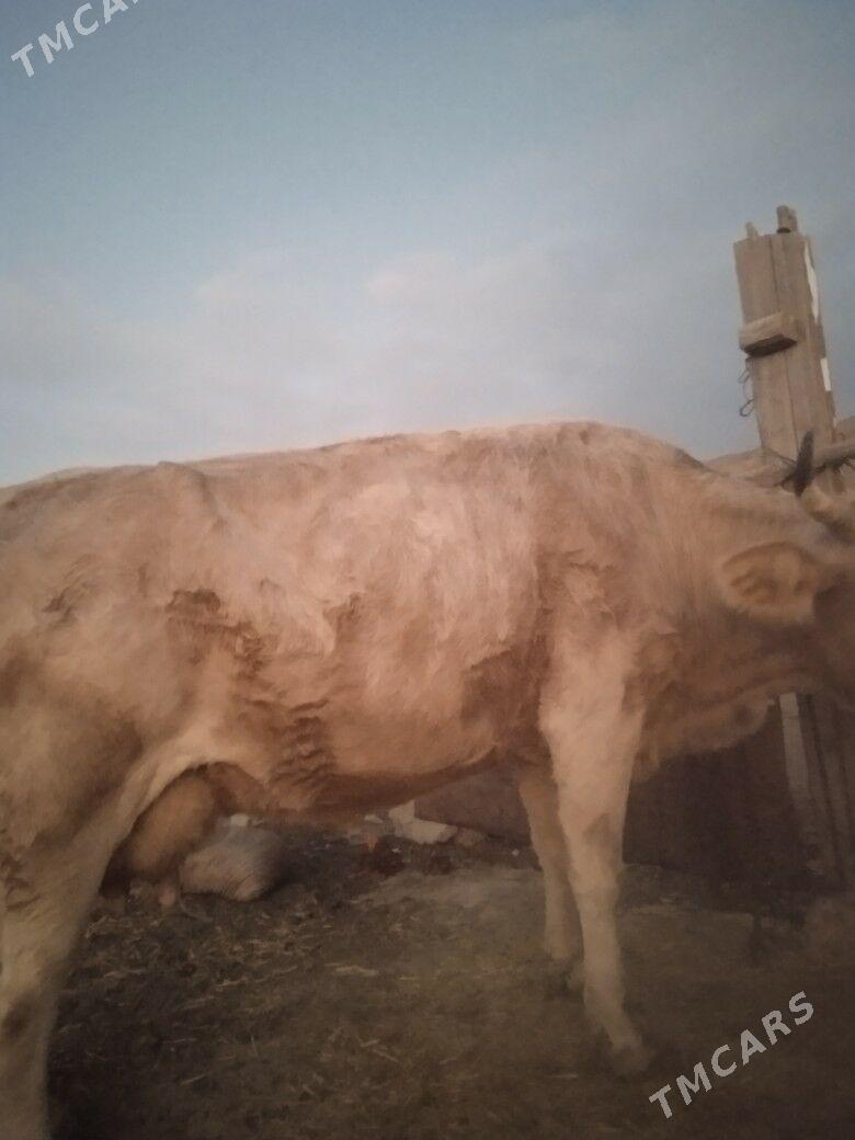 goleli sygyrgoleli sygyr - Гызыларбат - img 3