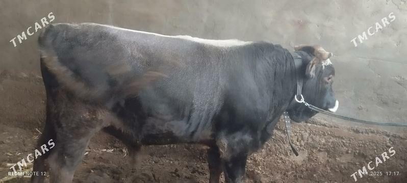 öküz - Ашхабад - img 4