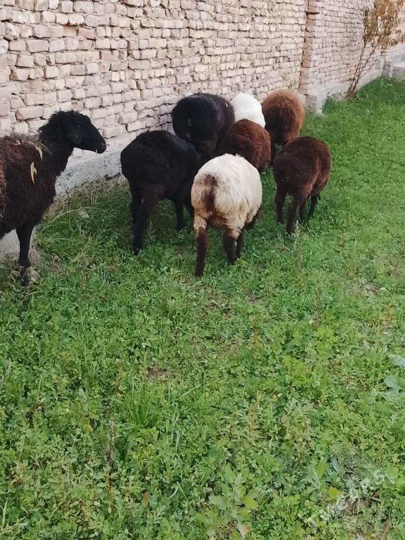 semiz goyun goclar - Türkmenabat - img 2