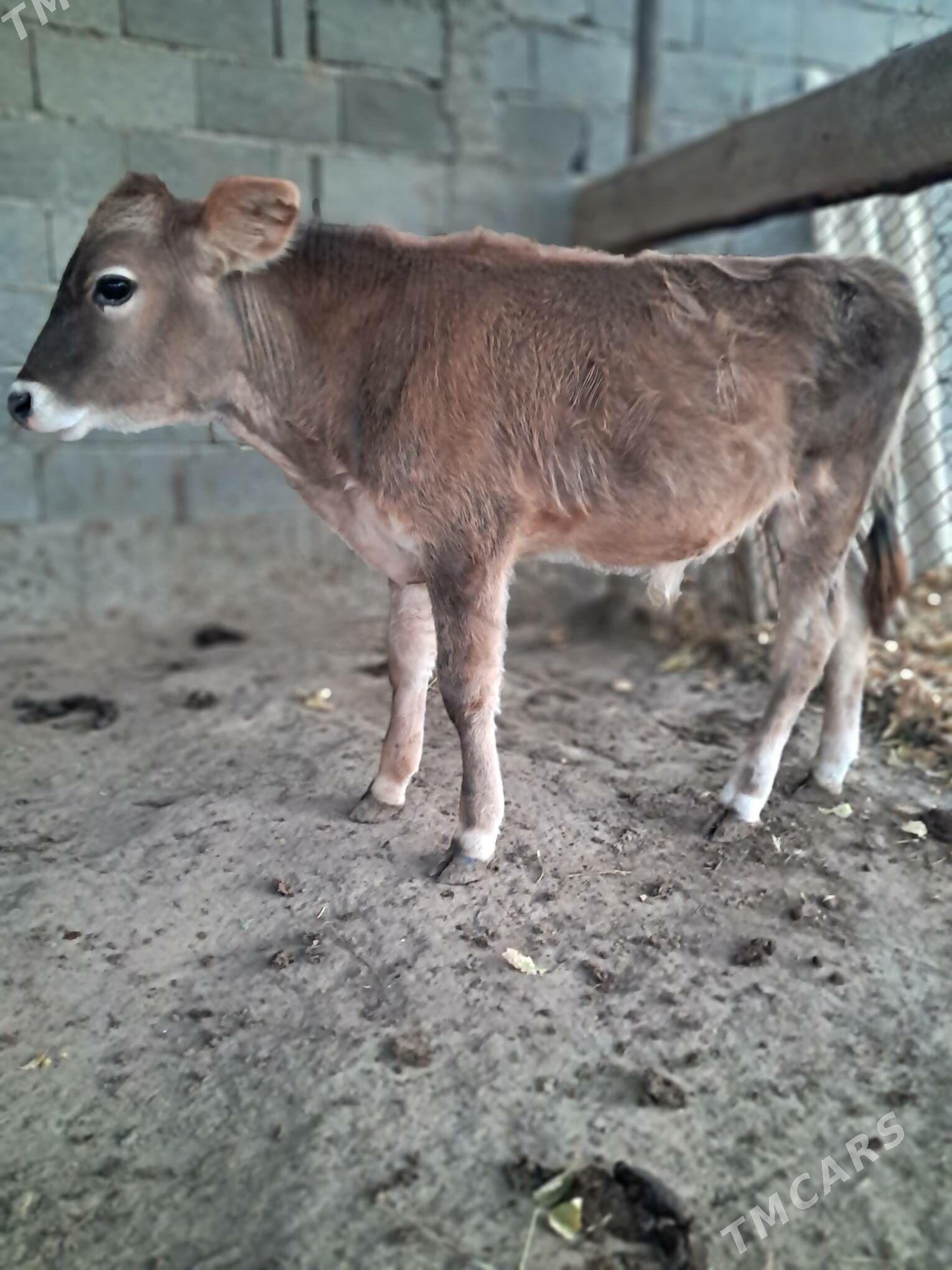 okuz siwes - Херрикгала - img 1