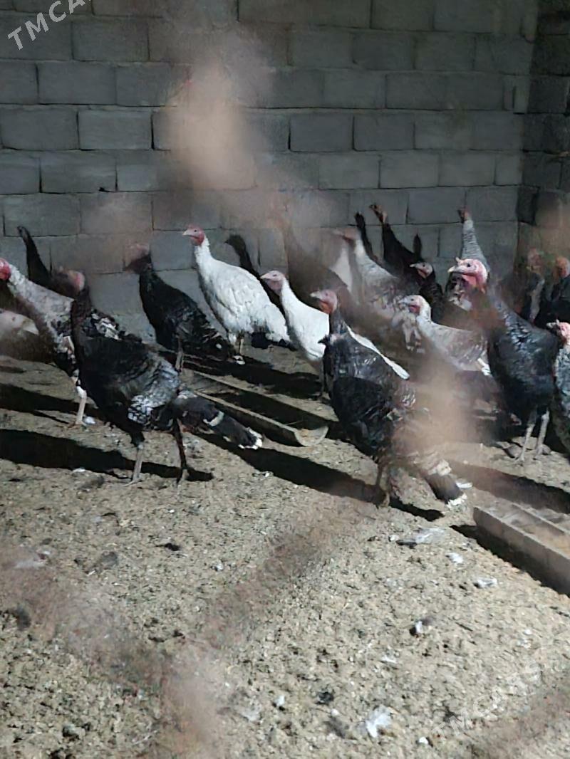 induk - Гёкдепе - img 2