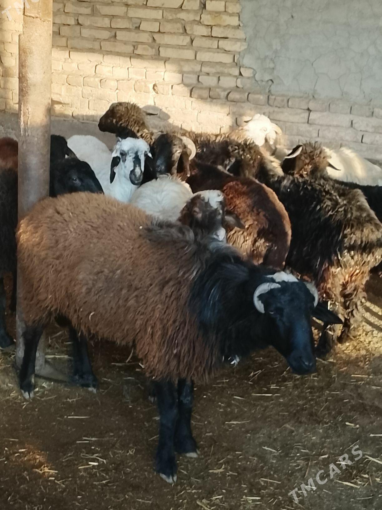 semiz goyun goclar - Türkmenabat - img 4