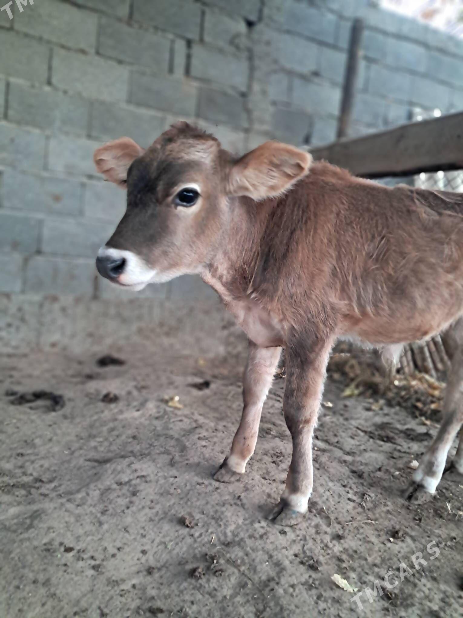 okuz siwes - Херрикгала - img 2