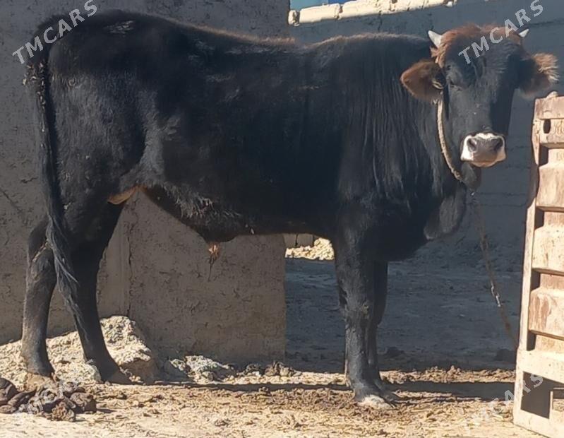 okuz - Анев - img 6