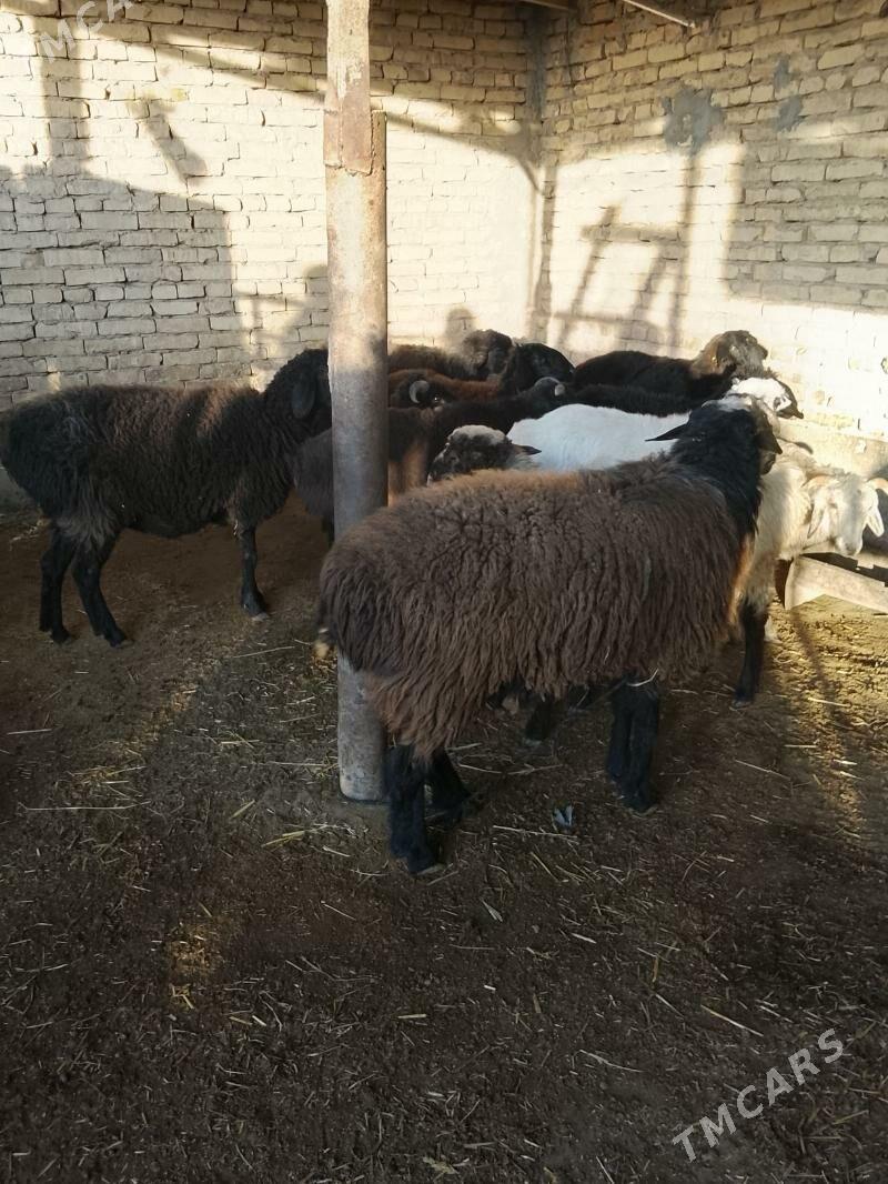 semiz goyun goclar - Türkmenabat - img 3