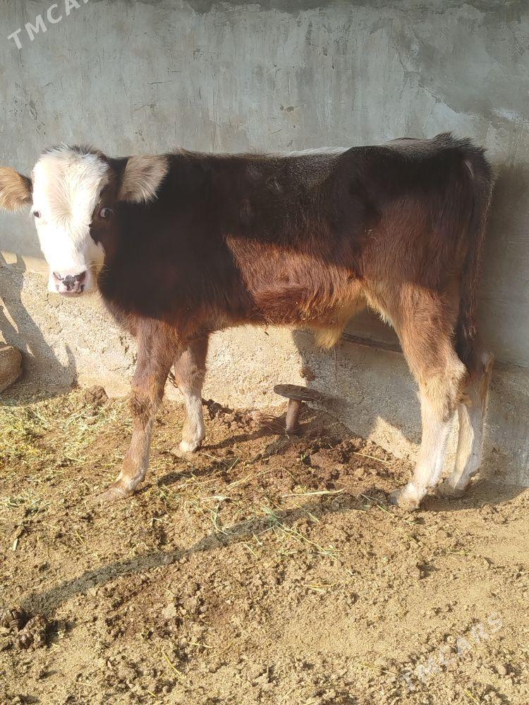 öküzçe - Aşgabat - img 3