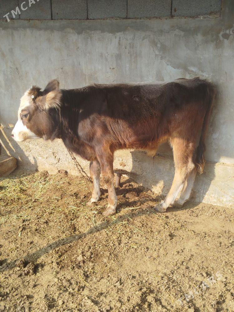 öküzçe - Aşgabat - img 4