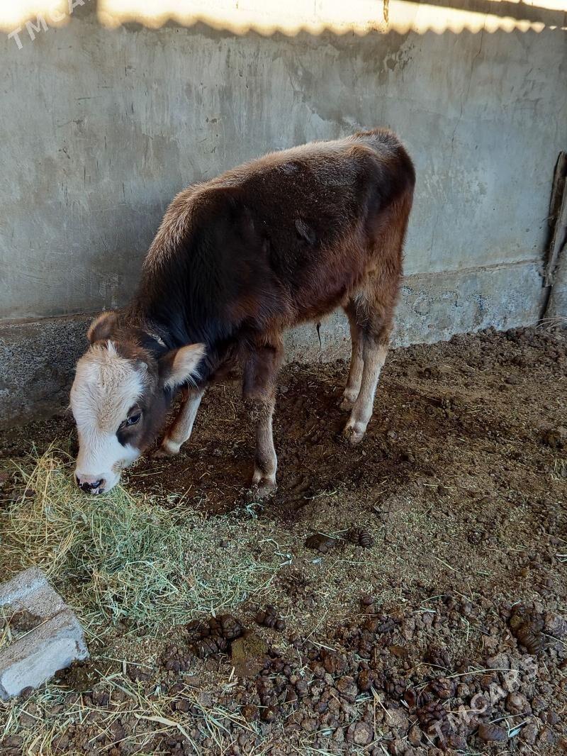 öküzçe - Aşgabat - img 2