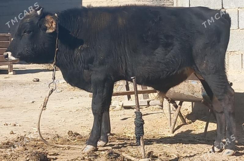 okuz - Анев - img 7