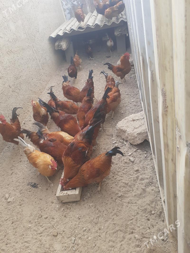 Guşlar - Türkmenbaşy - img 3