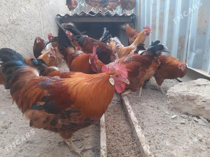 Guşlar - Türkmenbaşy - img 6