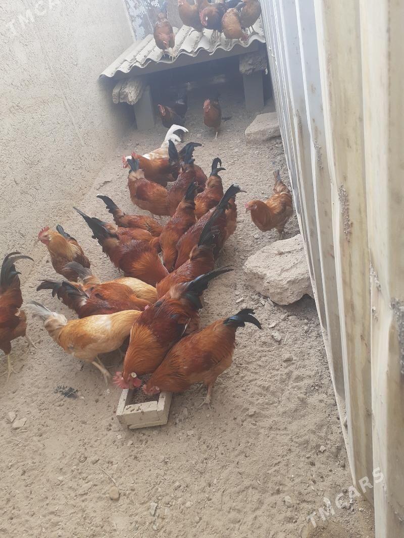 Guşlar - Türkmenbaşy - img 2