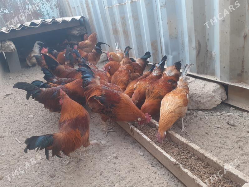 Guşlar - Türkmenbaşy - img 8