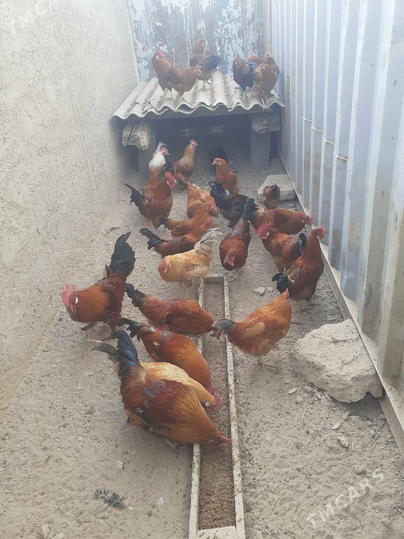 Guşlar - Türkmenbaşy - img 5