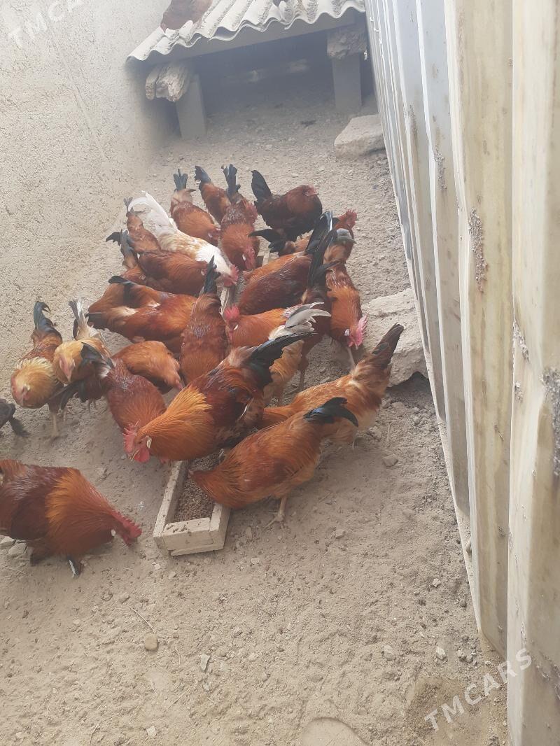 Guşlar - Türkmenbaşy - img 1