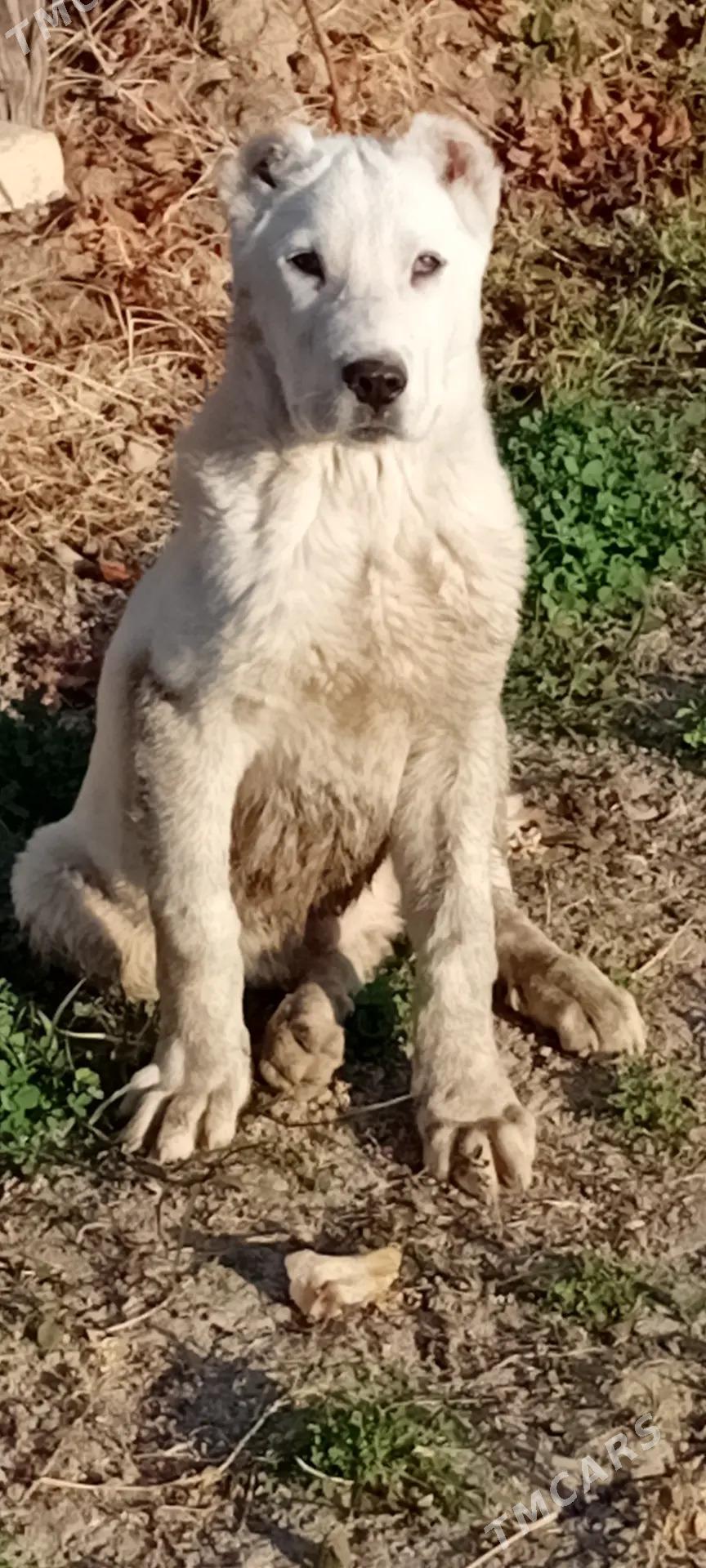 Kopek - Векильбазар - img 2