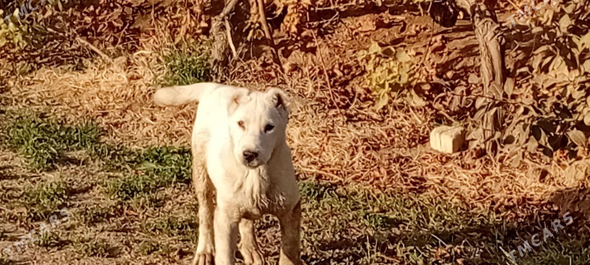 Kopek - Векильбазар - img 4