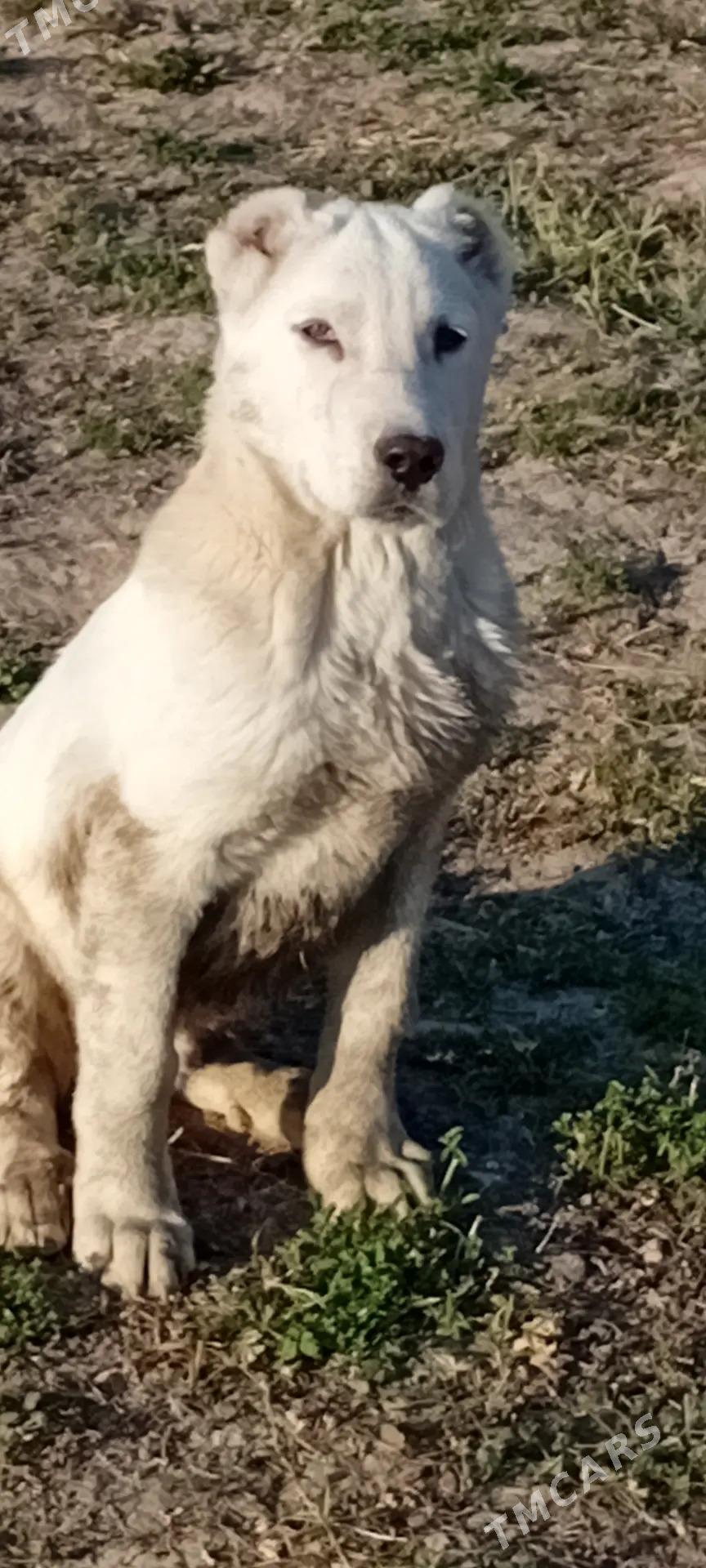 Kopek - Векильбазар - img 3