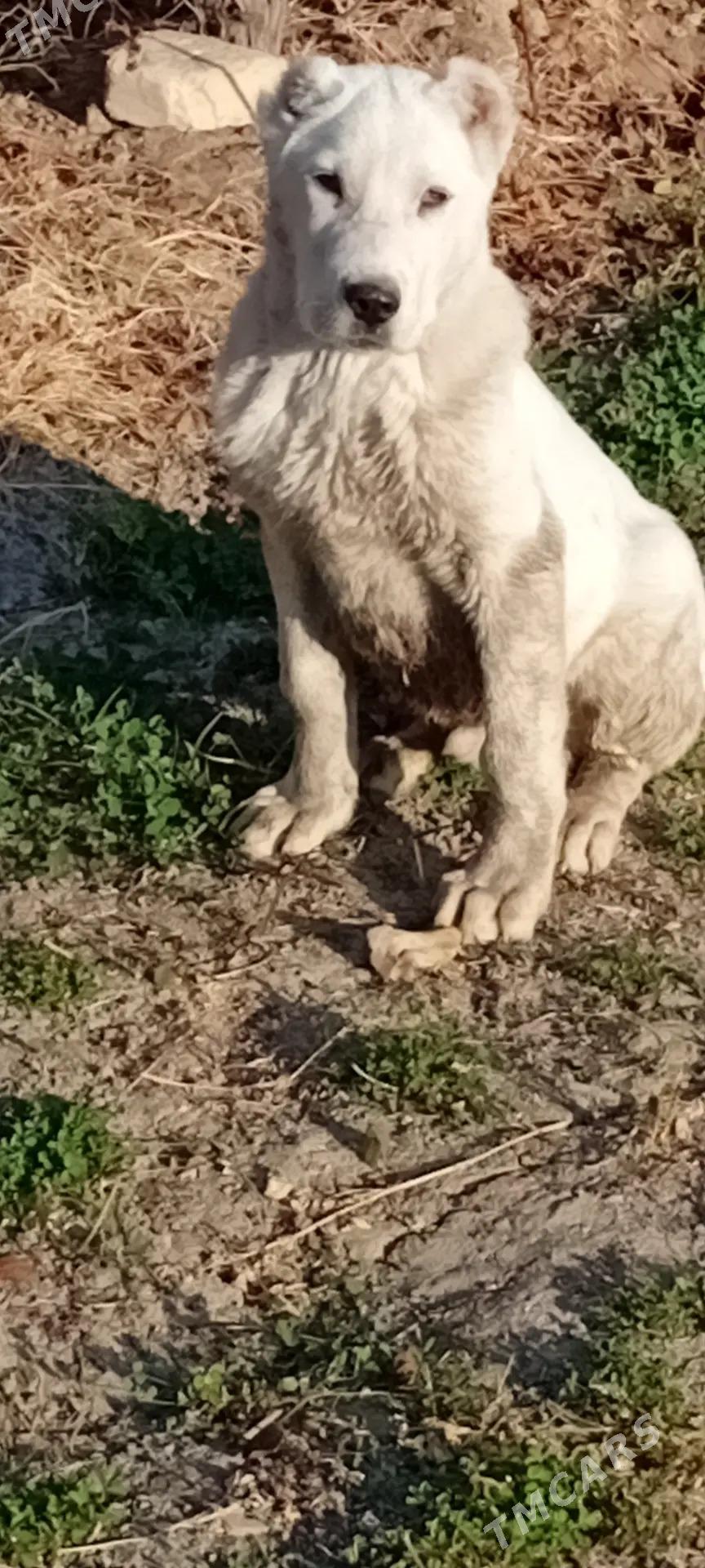 Kopek - Векильбазар - img 5