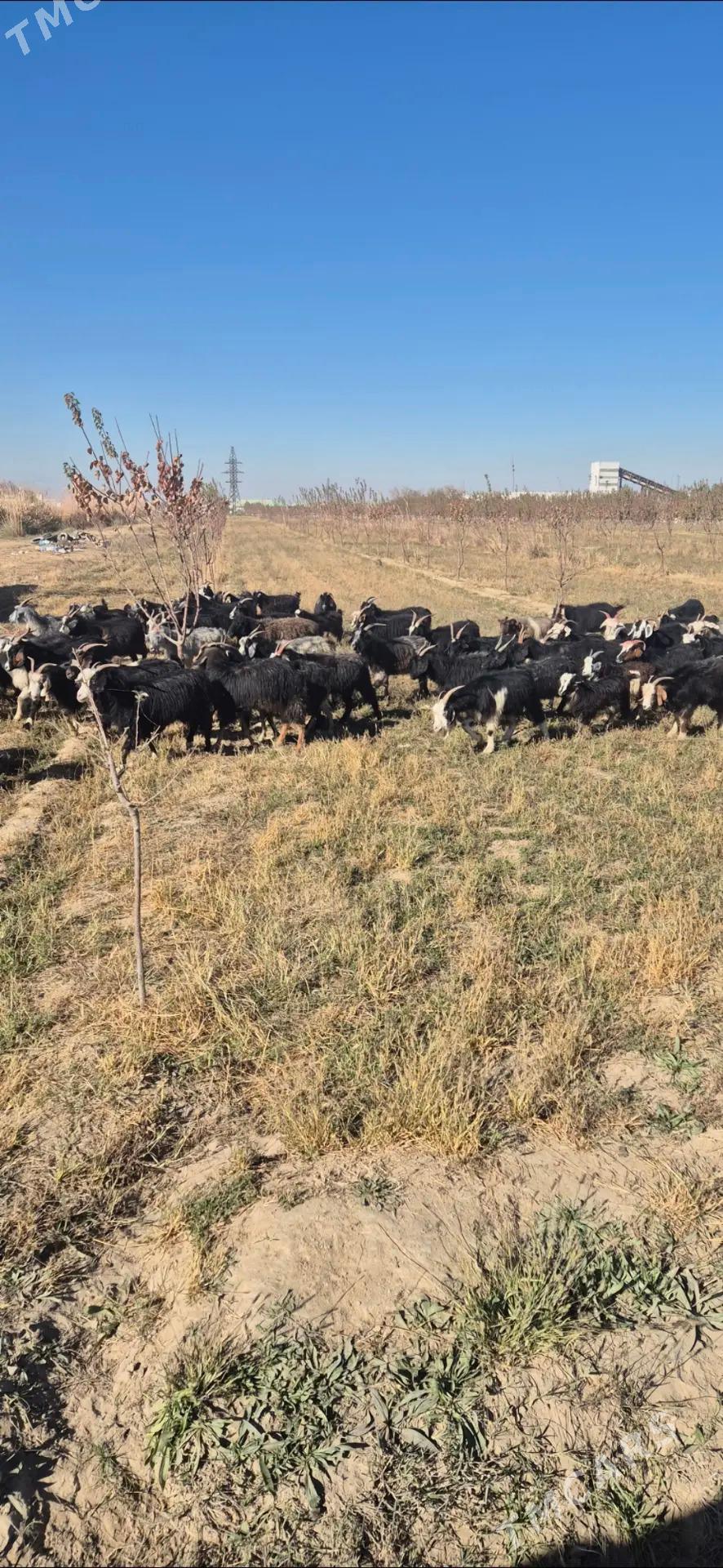 geciler cebisler - Bäherden - img 2